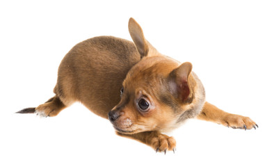 short haired chihuahua puppy in front of a white background