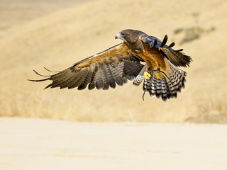 Swainson hawk flying