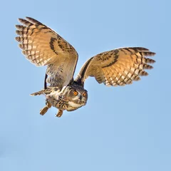 Aluminium Prints Owl Eagle owl flying for a kill