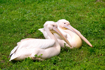 Two pelicans