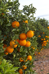Valencia orange trees