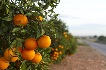 Valencia orange trees - 47930347