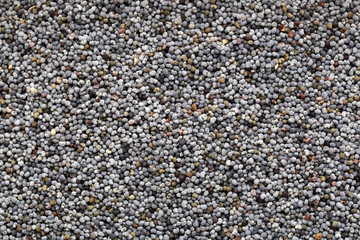 poppy seed