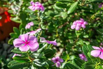 Madagascar periwinkle