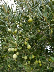 Olives in an olive tree