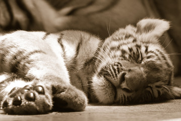 Fototapeta premium Small tiger