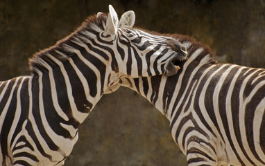 Fototapeta na wymiar Zebry