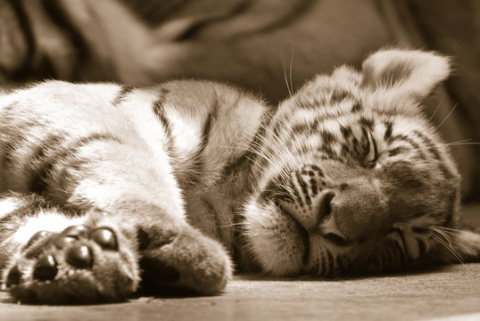 Small tiger