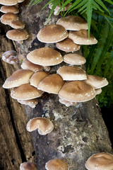 growing shiitake mushrooms maple log