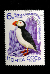 Atlantic Puffin - Fratercula arctica