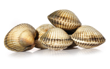 Berberechos sobre fondo blanco.