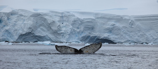 Fototapeta premium Buckelwal in der Antarktis