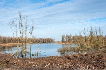 Desolate forest in autumn