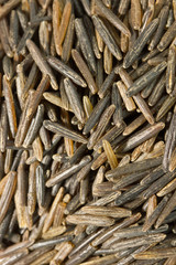 Wild rice