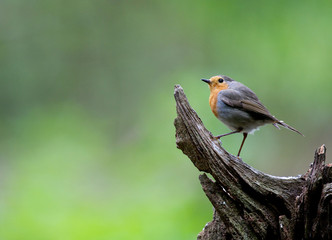 Standing Robin