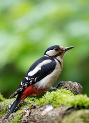 Woodpecker