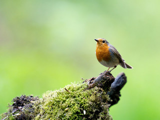 Robin