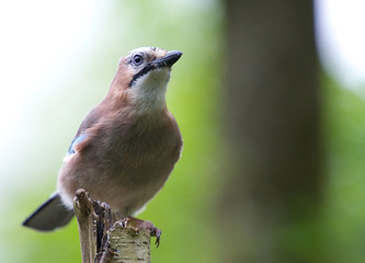 Garrulus glandarius