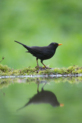Songbird