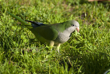 Myiopsitta monachus
