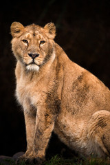 Lioness