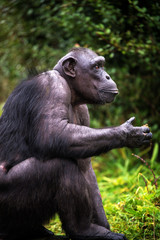 Fototapeta premium Chimpanzee