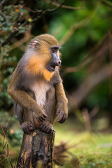 Mandrill