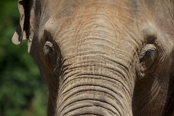 Elephant Forehead Portrait