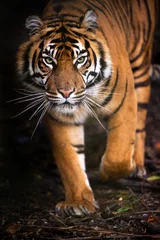 Abwaschbare Fototapete Tiger Tiger läuft aus dem Schatten