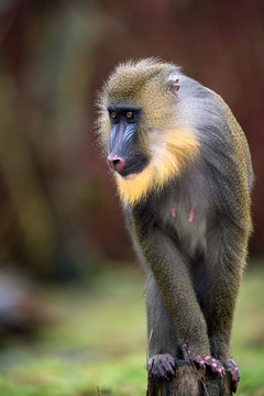 Mandrill