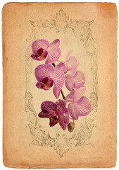vintage grunge background  purple orchid