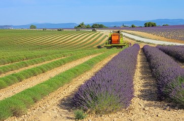 Lavendelfeld Ernte - lavender field harvest 13