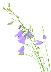 Naklejka na ściany i meble niebieski kwiat bluebell