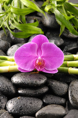 macro of pink orchid with pebble , bamboo stem in water drops