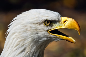 American Eagle