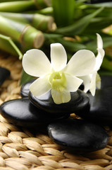 Fototapeta na wymiar White orchid and black stone with branch bamboo in spa resort