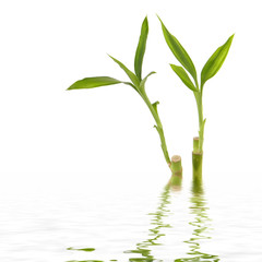 Fototapeta na wymiar Młode zielone liście bambusa odbicie w wodzie