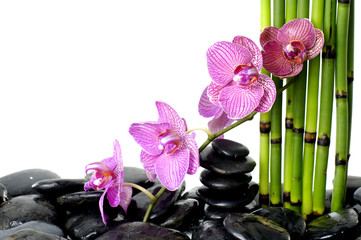 bamboo grove and branch orchid on pebble