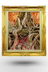 old antique gold frame in background tree over white background