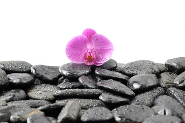 Fototapeta na wymiar Zen abstract of black towel stones with pink orchid