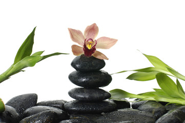 Beautiful orchid on stack of stones