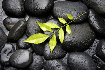 Obraz na płótnie Canvas Nature background-green leaf on wet pebble