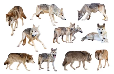 Abwaschbare Fototapete Wolf graue Wölfe. Isoliert über weiß