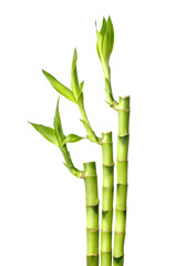 Fototapeta na wymiar Zielony bambus