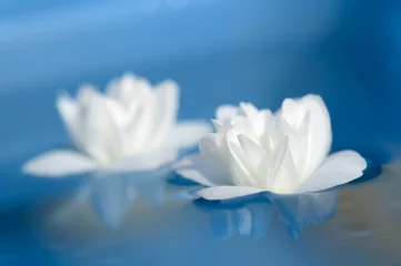 Crédence de cuisine en verre imprimé Nénuphars Belles fleurs de jasmin blanc flottant sur l& 39 eau bleue