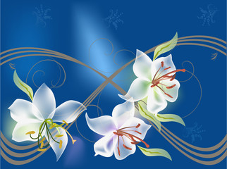 three white lily flowers on blue