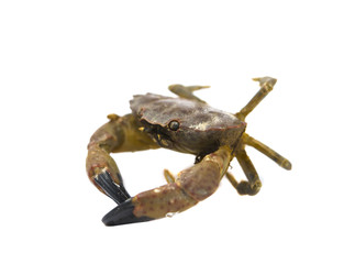 Crab isolated