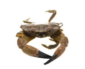 Crab isolated