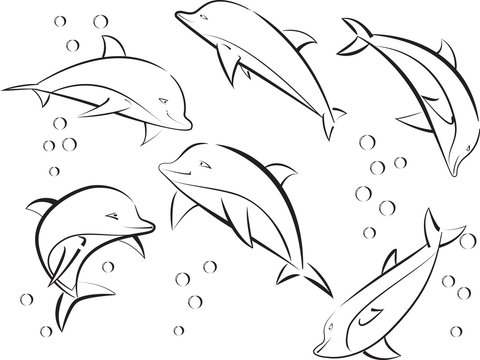 cheerful sea dolphins
