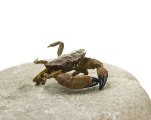 Crab isolated